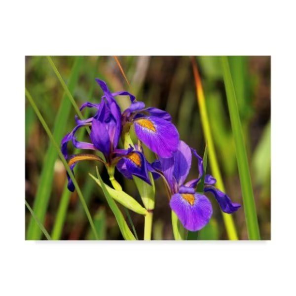 J.D. Mcfarlan 'Iris 1' Canvas Art, 18x24, Trademark Fine Art, Mfr#: ALI36767-C1824GG
